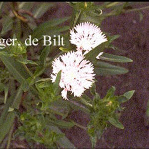 Stokesia laevis 'Alba'