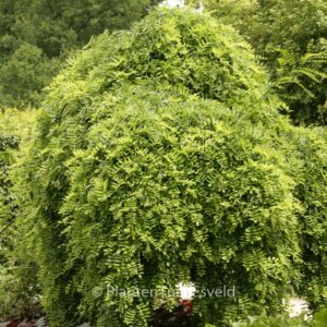 Styphnolobium japonicum 'Pendula'