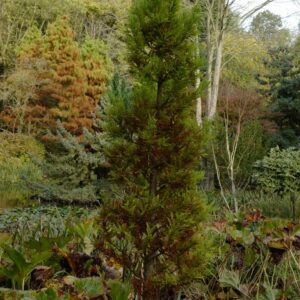 Taxodium distichum 'Peve Minaret'