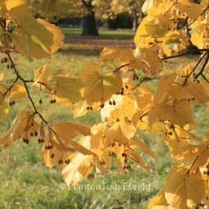 Tilia tomentosa