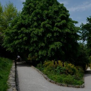 Tilia tomentosa 'Pendula'