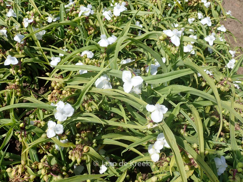 Tradescantia 'Danielle'