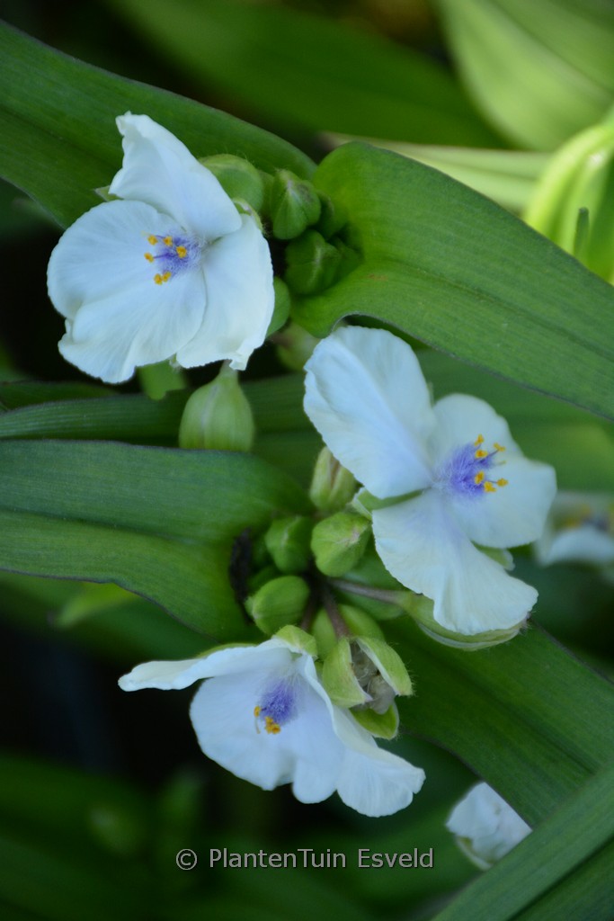Tradescantia andersoniana 'Osprey'