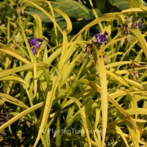 Tradescantia andersoniana 'Sweet Kate'