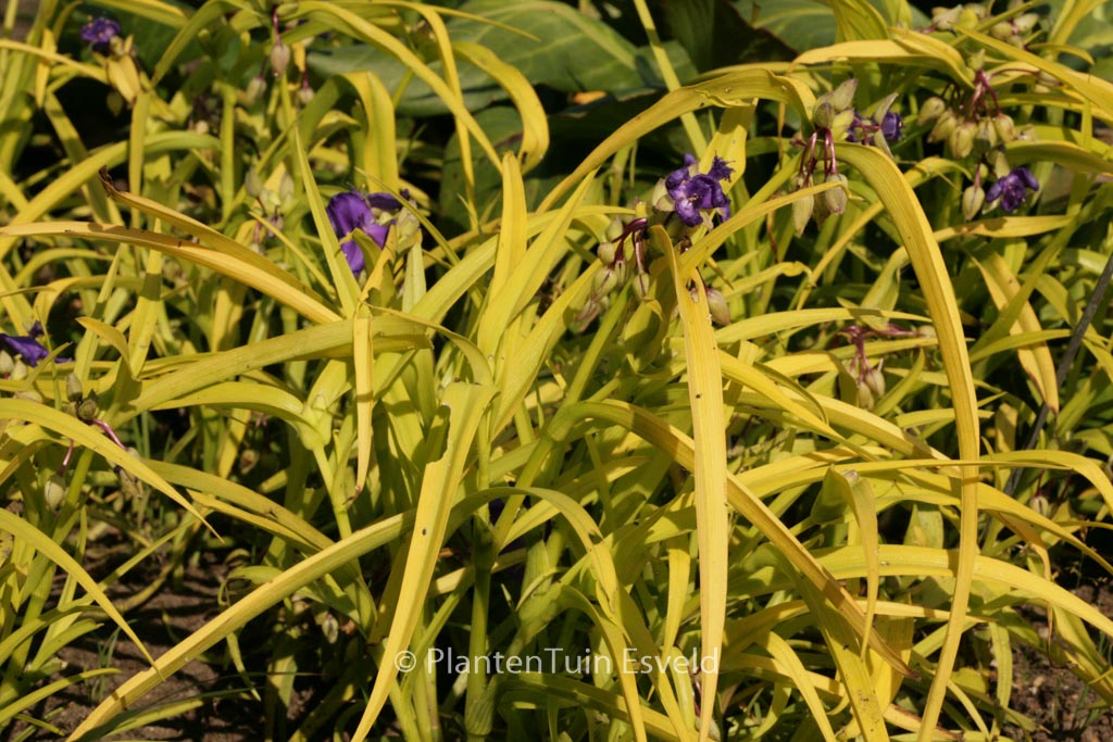 Tradescantia andersoniana 'Sweet Kate'