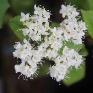 Viburnum brachyandrum