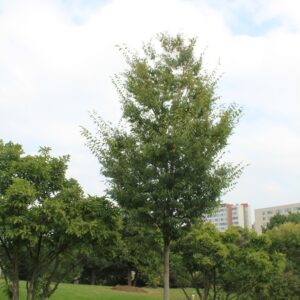 Zelkova serrata 'Flekova' (GREEN VASE)