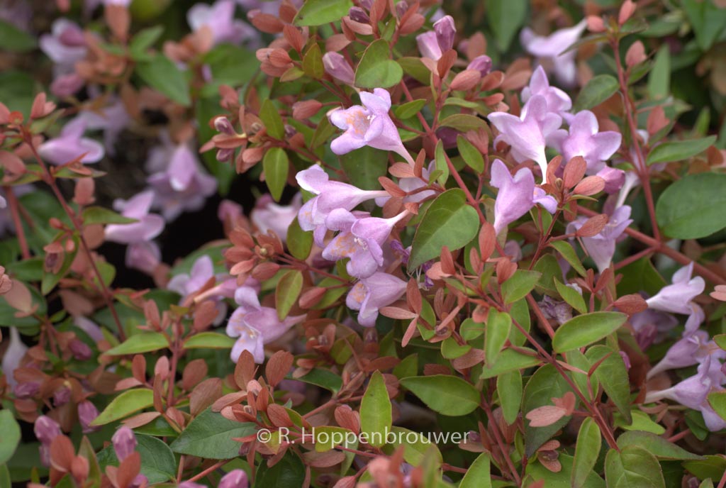 Abelia ‚Abenov41‘ (PINK PONG)