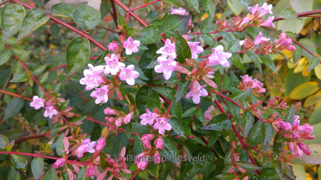 Abelia ‚Edward Goucher‘