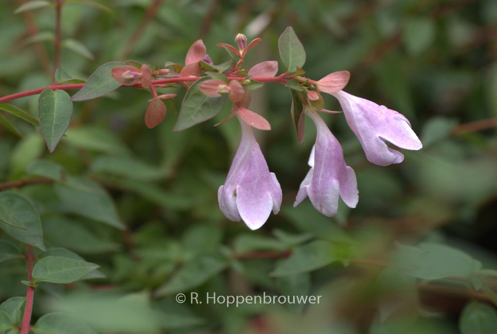 Abelia ‚Lynn‘ (PINKY BELLS)