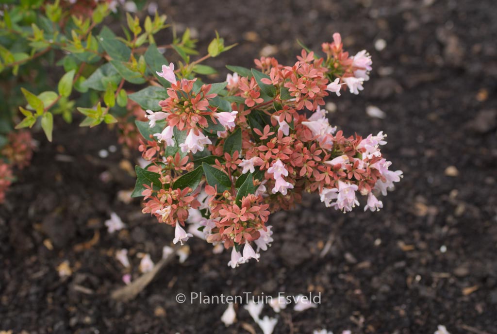 Abelia ‚Raspberry Profusion‘