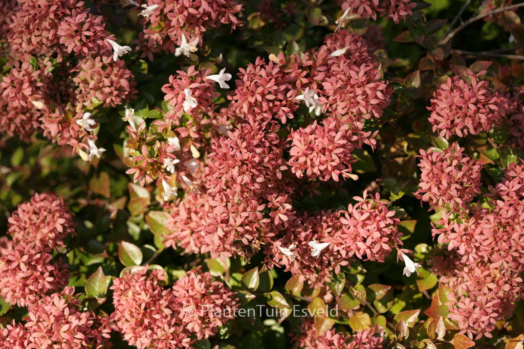Abelia ‚Rose Creek‘