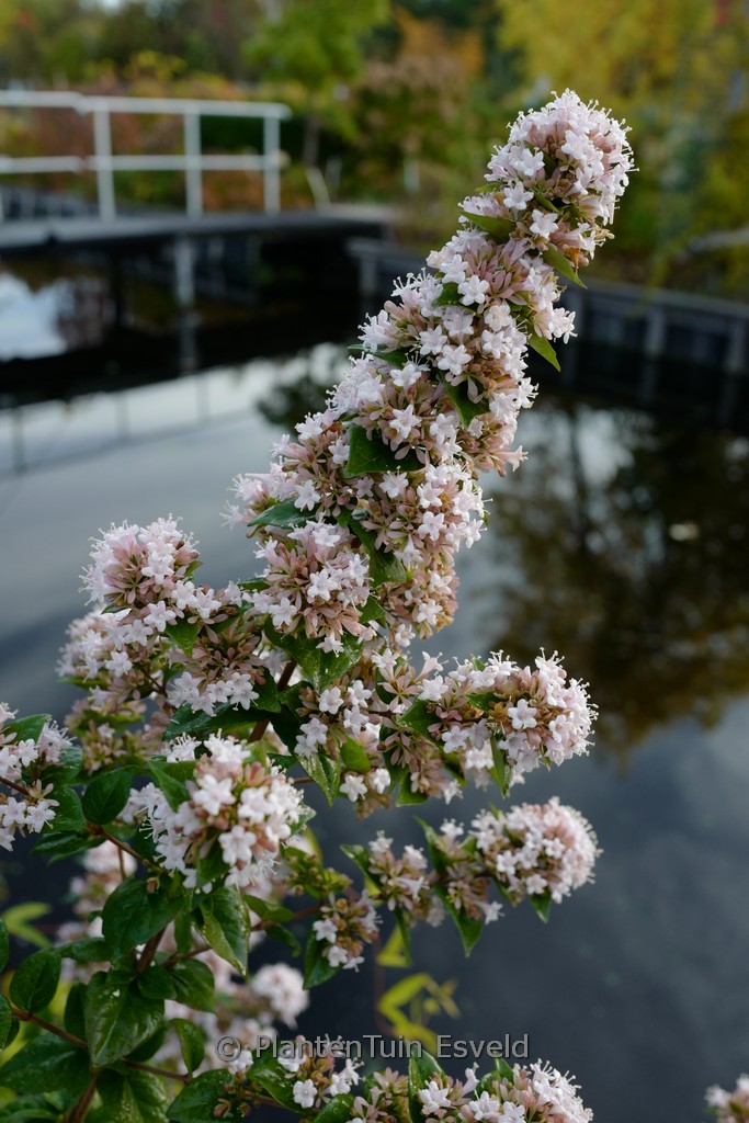 Abelia chinensis ‚China Rose‘