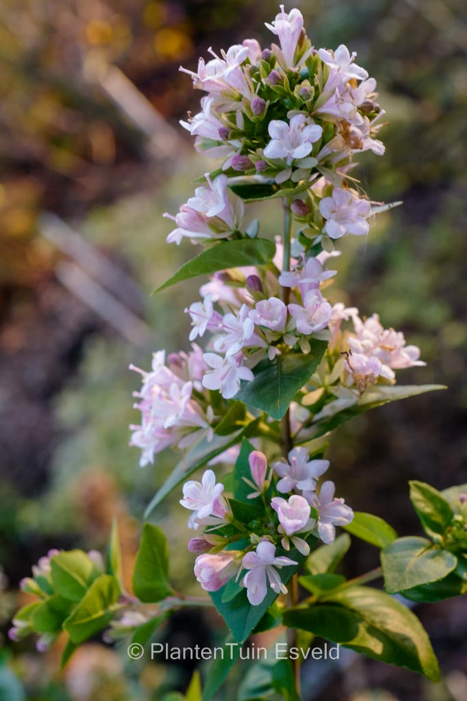 Abelia chinensis ‚Sweet Memories‘