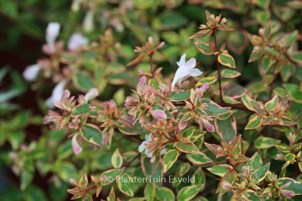 Abelia grandiflora ‚Abelops‘ (SUNSHINE DAYDREAM)