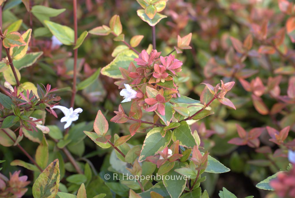 Abelia grandiflora ‚Abelops02‘ (MYSTIC DAYDREAM)