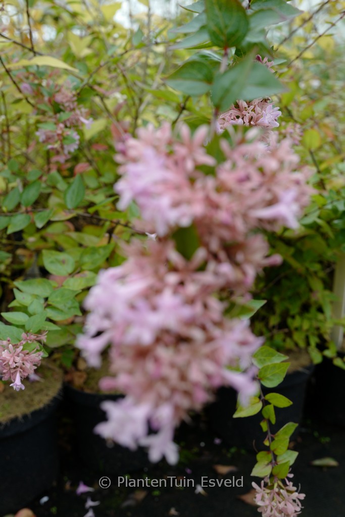 Abelia grandiflora ‚Canyon Creek‘