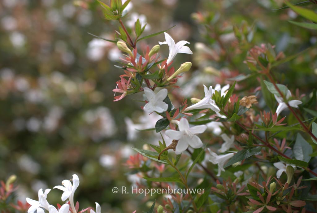 Abelia grandiflora ‚Compacta‘