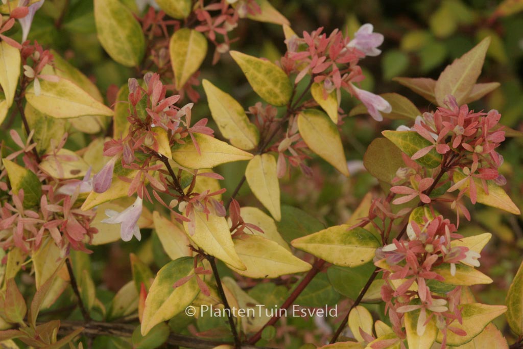 Abelia grandiflora ‚Francis Mason‘