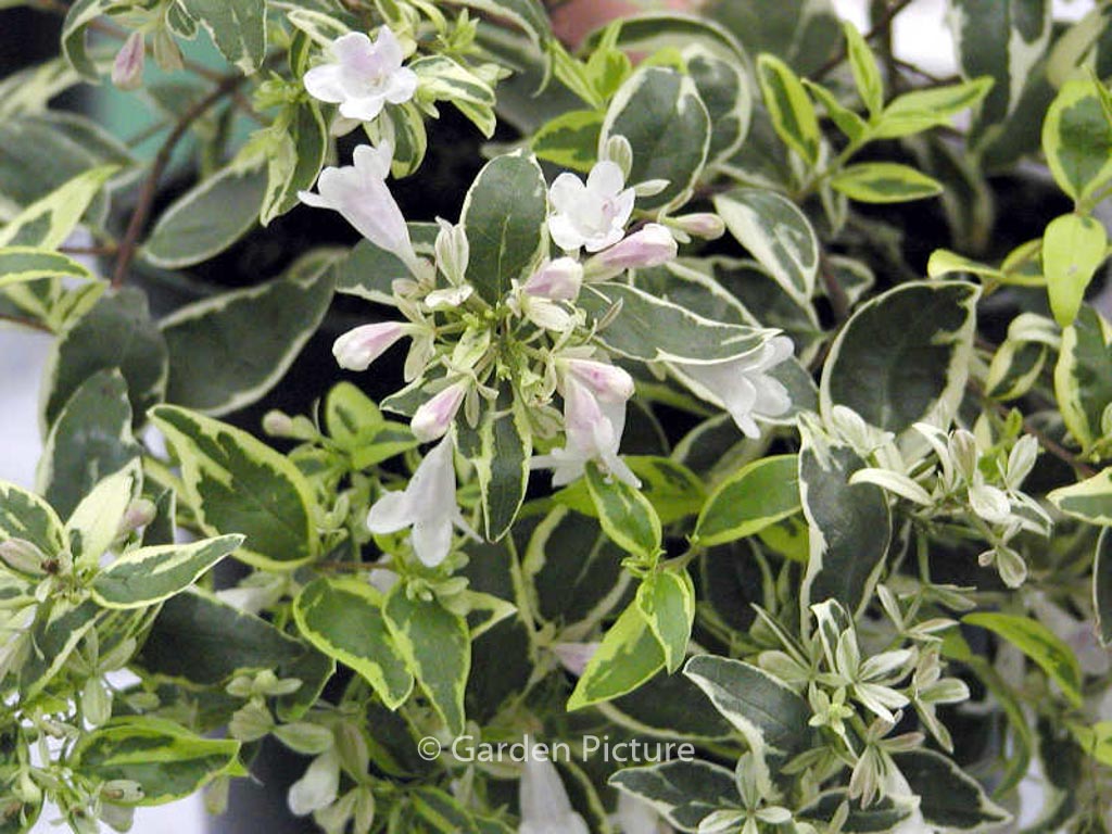 Abelia grandiflora ‚Hopleys‘