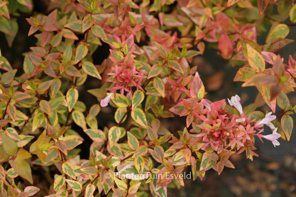 Abelia grandiflora ‚Kaleidoscope‘