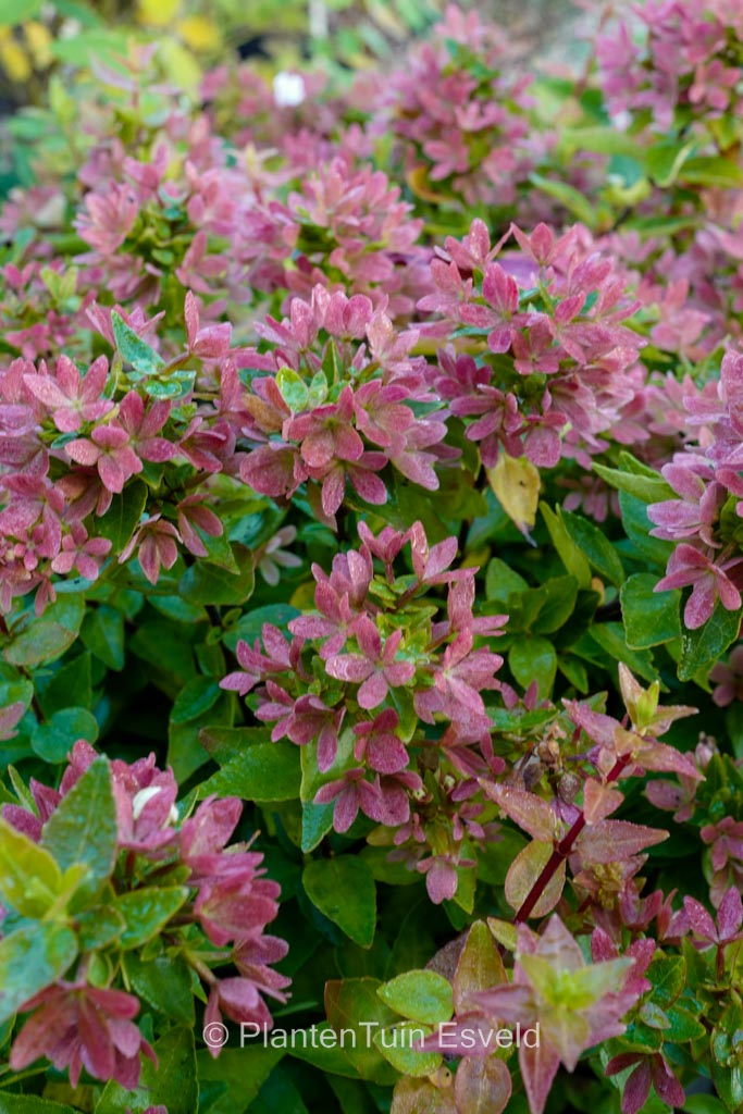 Abelia grandiflora ‚Little Lady‘