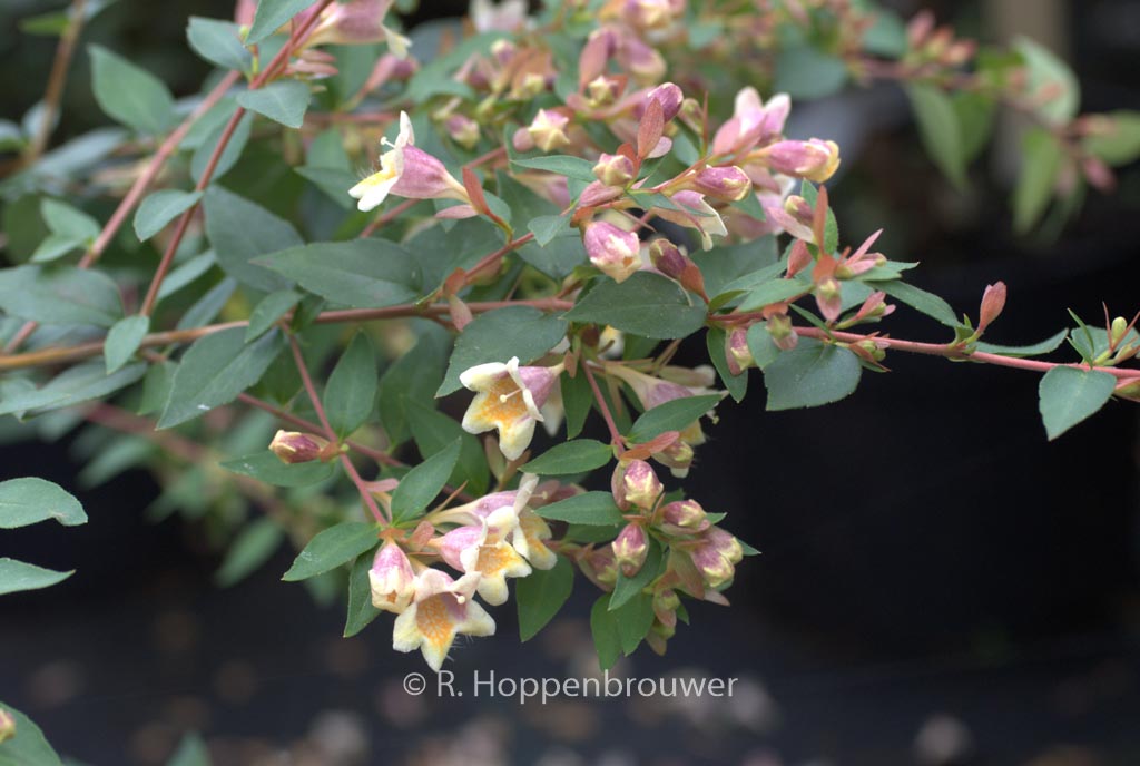 Abelia grandiflora ‚Minduo1‘ (SUNNY CHARMS)