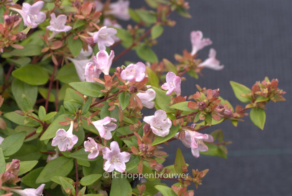 Abelia grandiflora ‚Minedward‘ (PETITE GARDEN)