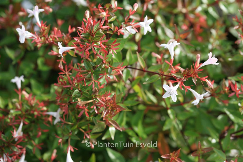 Abelia grandiflora ‚Prostrata‘