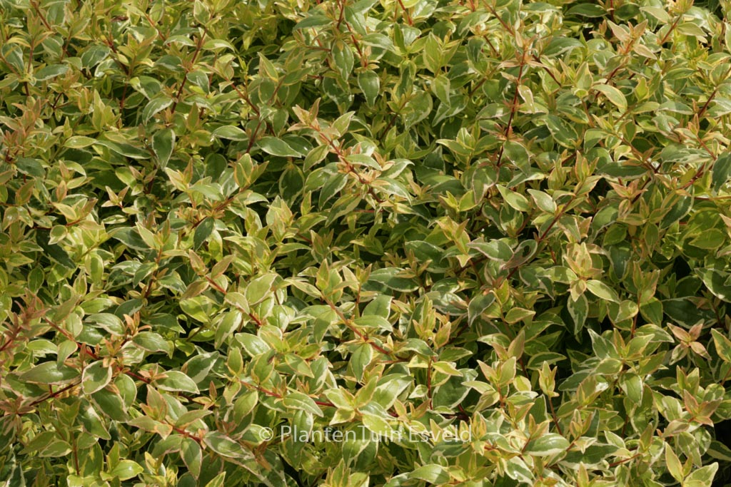 Abelia grandiflora ‚Radiance‘