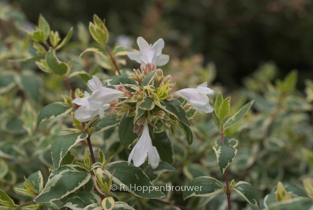 Abelia grandiflora ‚Sparkling Silver‘