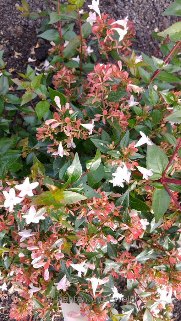 Abelia grandiflora