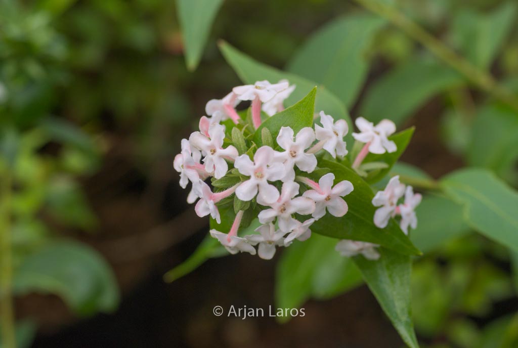 Abelia mosanensis ‚Monia‘ (BRIDAL BOUQUET)