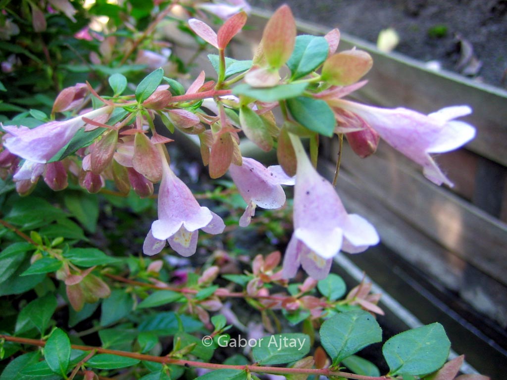 Abelia parviflora ‚Bumblebee‘