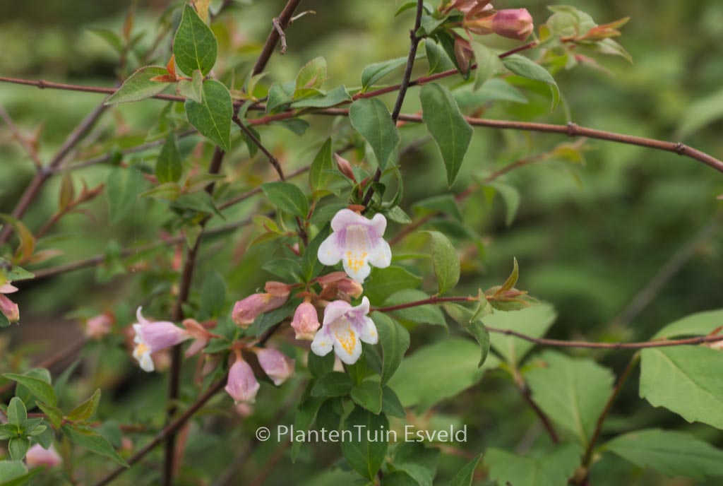 Abelia parviflora
