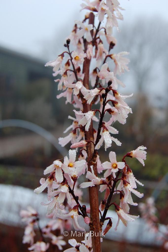 Abeliophyllum distichum ‚Roseum‘