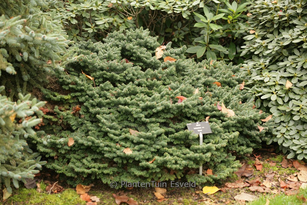 Abies balsamea ‚Nana‘