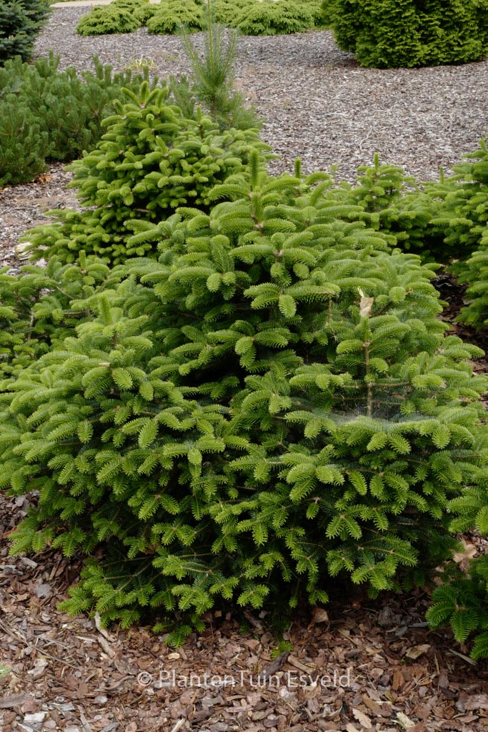 Abies cephalonica ‚Meyer’s Dwarf‘