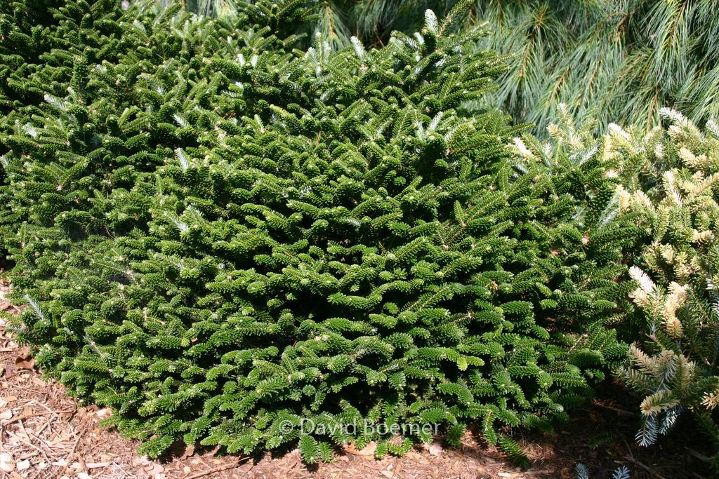 Abies koreana ‚Oberon‘