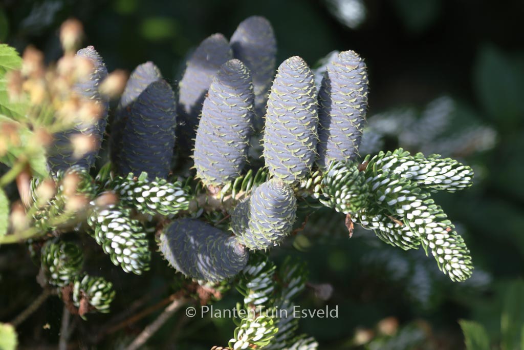 Abies koreana ‚Silver Show‘