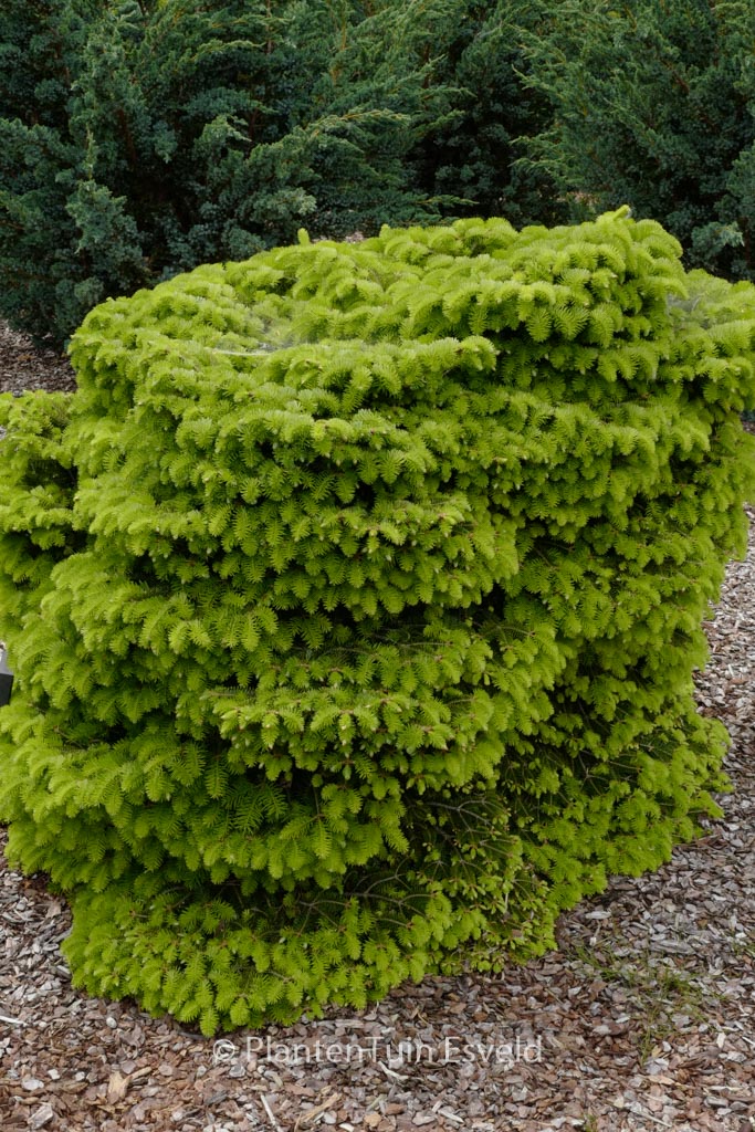 Abies nordmanniana ‚Barabits Compact‘