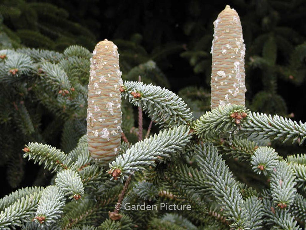 Abies pinsapo ‚Kelleriis‘