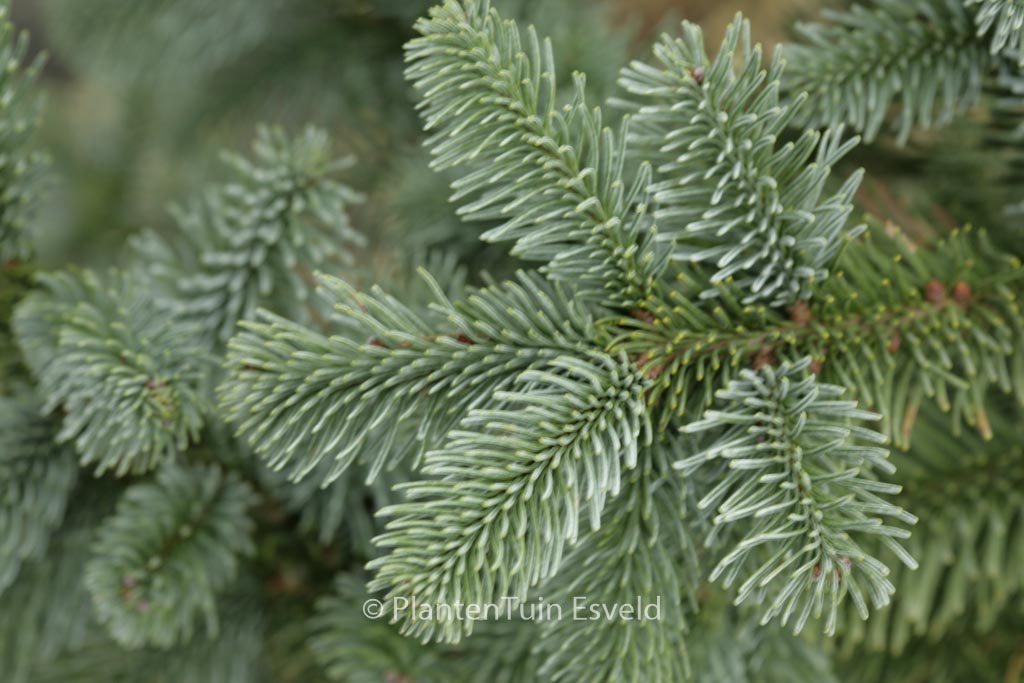 Abies procera ‚Bizarro‘