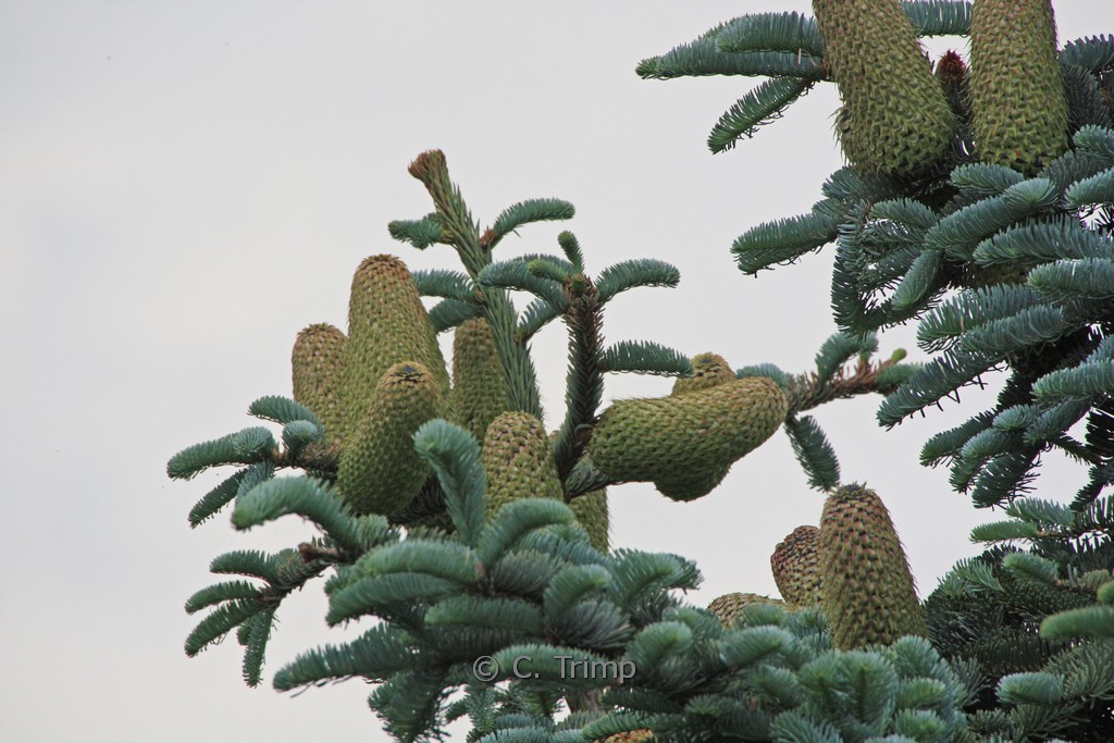 Abies procera ‚Glauca‘