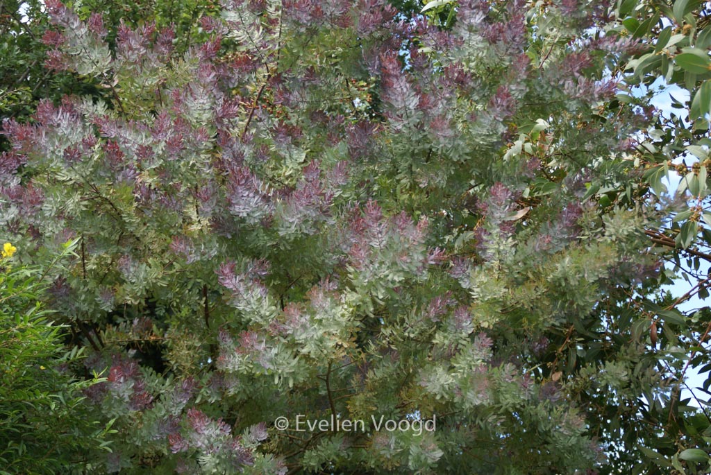 Acacia baileyana ‚Purpurea‘