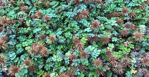 Acaena microphylla ‚Dichte Matte‘