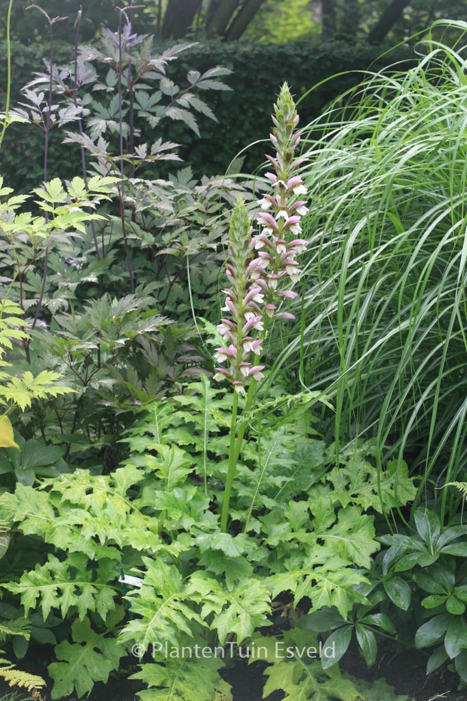 Acanthus ‚Morning Candle‘
