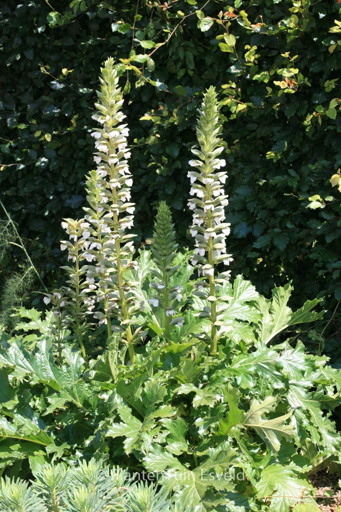 Acanthus mollis ‚Rue Ledan‘