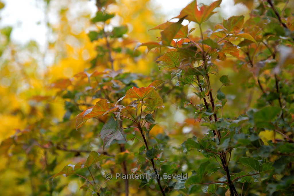Acer ‚Ample Surprise‘