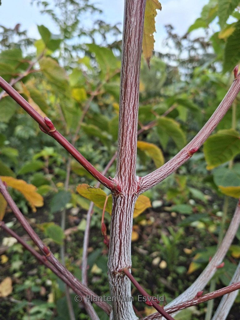 Acer ‚Bolsjer‘